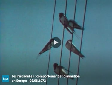 Pesticides oiseaux disparition biodiversité