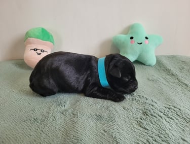 Chiot de Tara