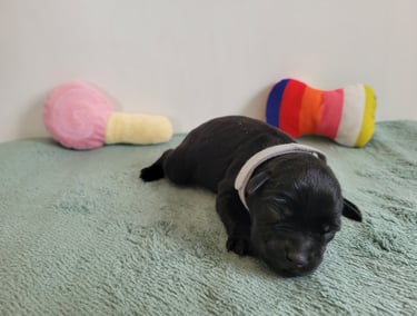 Chiot des Diamants noirs d'Also