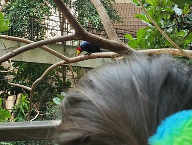 Bird Kingdom
