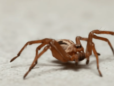 spiders-oh-my-treat-pest-control