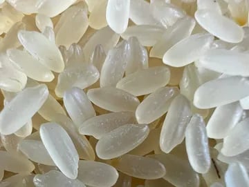 swarna rice non basmati export