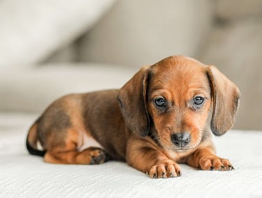 Dachshund puppies for sale