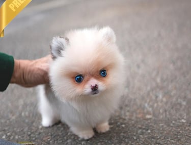 Pomsky Puppies for Sale