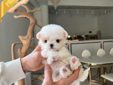 Teacup Maltipoo Puppies for Sale
