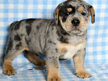 Beabull Puppies for Sale