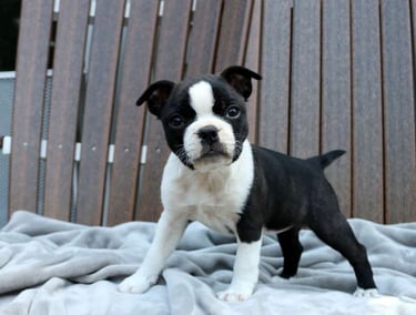 Boston Terrier Puppies for Sale