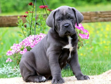 Cane Corso Puppies for Sale