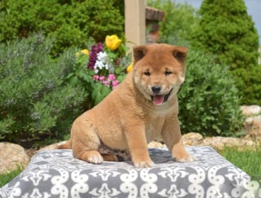 Shiba Inu puppies for sale
