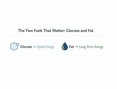 Diagram showing metabolic flexibility and fuel switching between glucose and fat