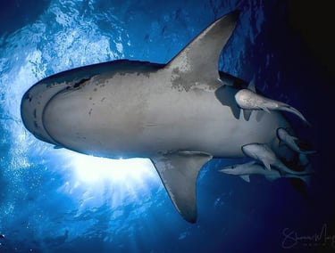 tiger shark underwater photography tiger beach the Bahamas