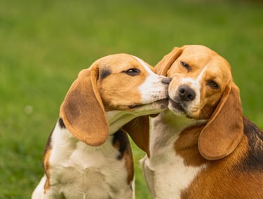 deux jeune beagle ( une 6mois et l'autre de 2 ans)dans leur jardin