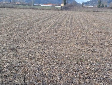 terrain agricole après fauchage des épis de maïs.