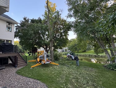 tree removal in residential yard