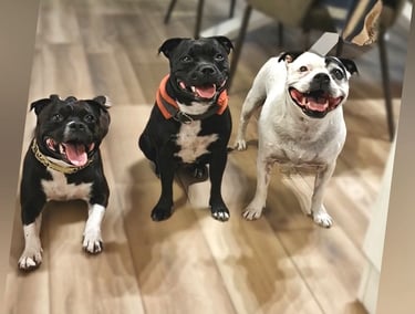 cuccioli grecalestaffs staffordshire bull terrier con pedigree Enci allevamento Sicilia Italia