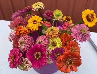 Bucket filled with fresh picked zinnia flowers