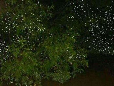 Firefly watching Puerto Princesa Palawan