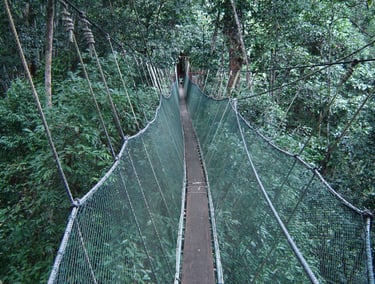 borneo poring hot springs canopy walk