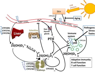 Circuito de la vitamina D en el cuerpo, desde la exposición solar a las transformaciones enzimáticas