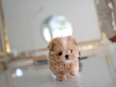 Maltipoo Puppies for Sale