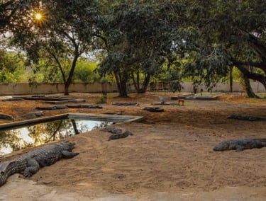 Amaravathi Dam and Crocodile Farm