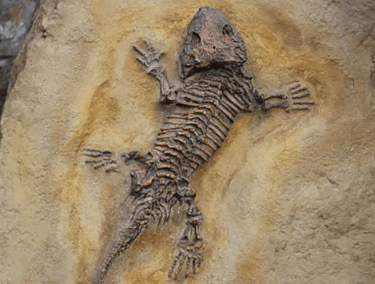 Kilinjal Fossil Site