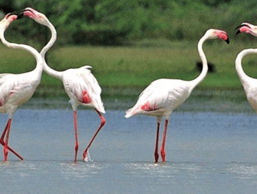 Kodikkarai (Point Calimere) Wildlife Sanctuary