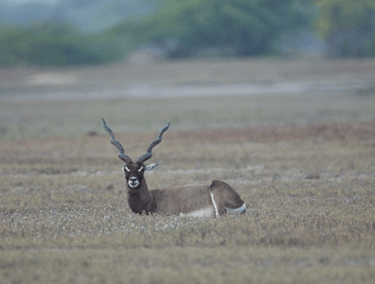 Kodikkarai (Point Calimere) Wildlife Sanctuary