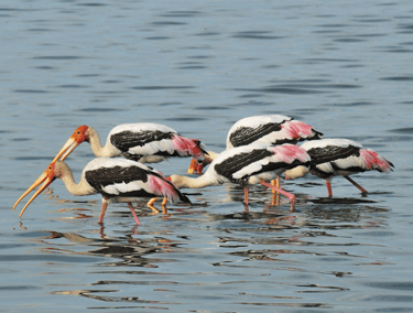 Koolipalayam Wetlands