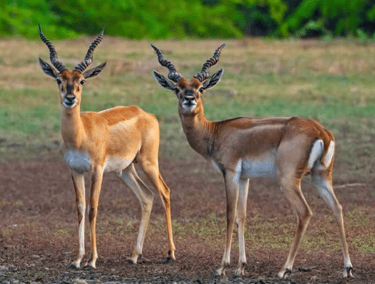 Nellai Wildlife Sanctuary