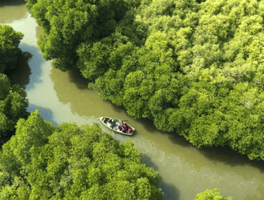 Pichavaram Mangrove Forest