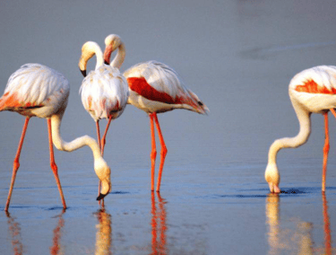 Pulicat Lake and Bird Sanctuary