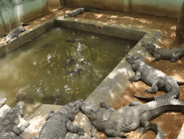 Sathanur Dam and Crocodile Park