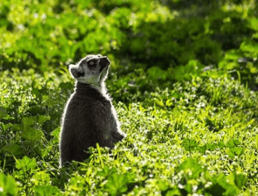 Sathyamangalam Wildlife Sanctuary