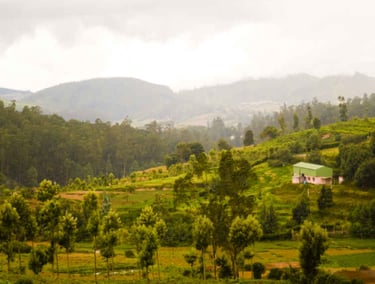 Thali (Little England)