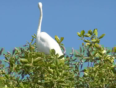 Udayamarthandapuram Bird Sanctuary