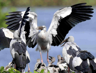 Vedanthangal Bird Sanctuary