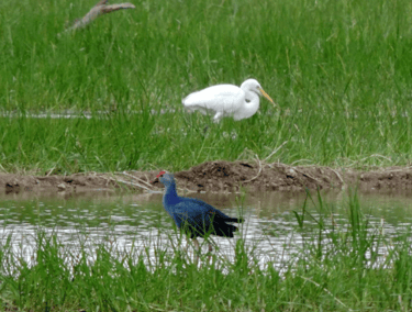 Vellode Bird Sanctuary