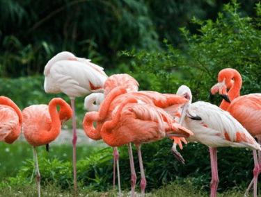 Vettangudi Bird Sanctuary