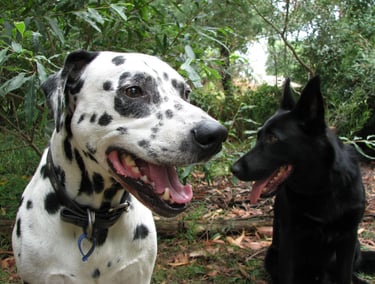 a dalmation dog and a black dog are standing in the woods