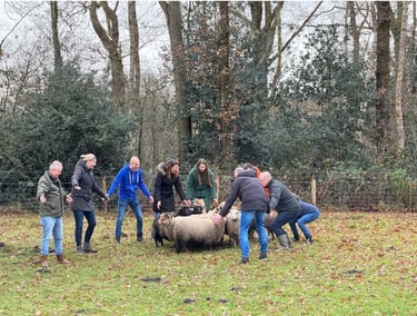 Teambuilding schapendrijven