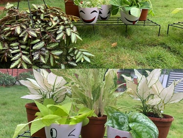 gift emoji planter