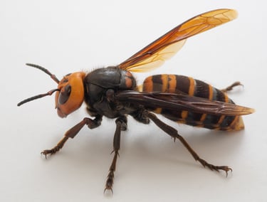 Hornet