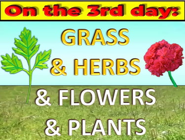 Grass, herbs, flowers, & plants on 3rd day designed by Debbie Dunn using PowerPoint & Paint