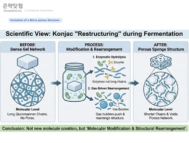 Konjac restructuring from a dense gel to a porous sponge structure via fermentation.