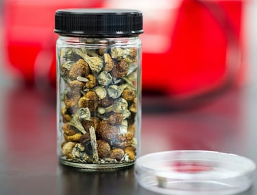 Dried psilocybin mushrooms stored in a clear glass jar with a black lid in a laboratory setting.