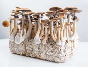 Psilocybe cubensis magic mushrooms growing from a substrate block on a white background.