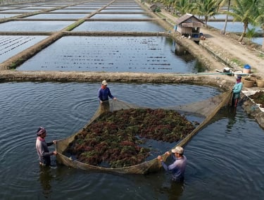Indonesian farmers harvesting Gracilaria seaweed in Banten ponds, Indonesia