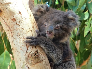 A fuzzy baby koala joey with dark brown fur clinging to an Australian eucalyptus tree branch.