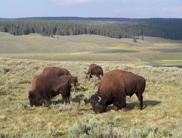 bisons in a scenic, hilly valley